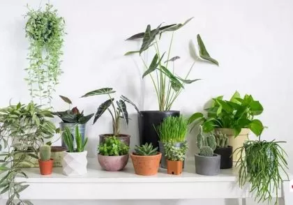 گیاهان آپارتمانی سمی