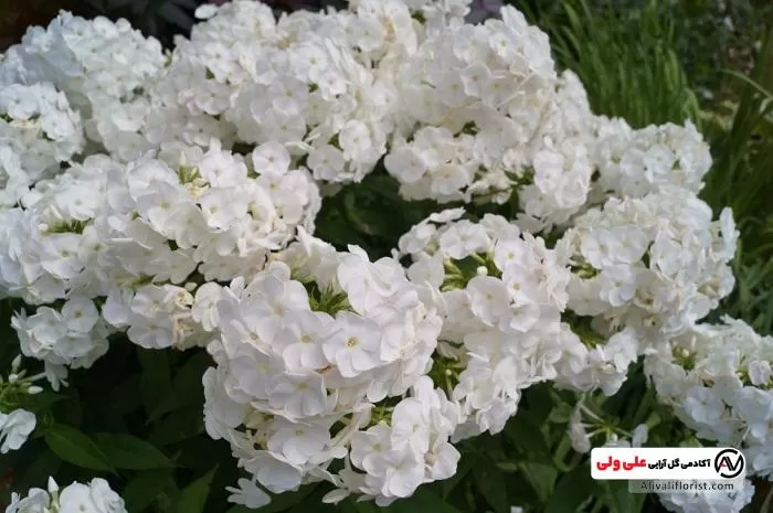 گل هورتانسیا سفید