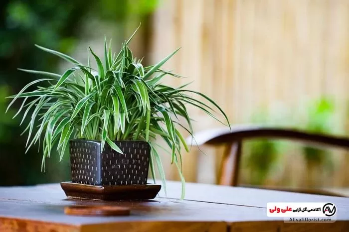 گیاه اپارتمانی | فنگ شویی با گل و گیاه