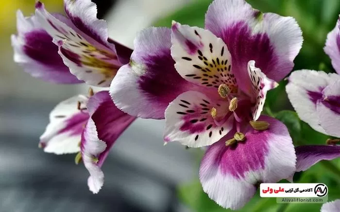 گل زیبای السترومریا