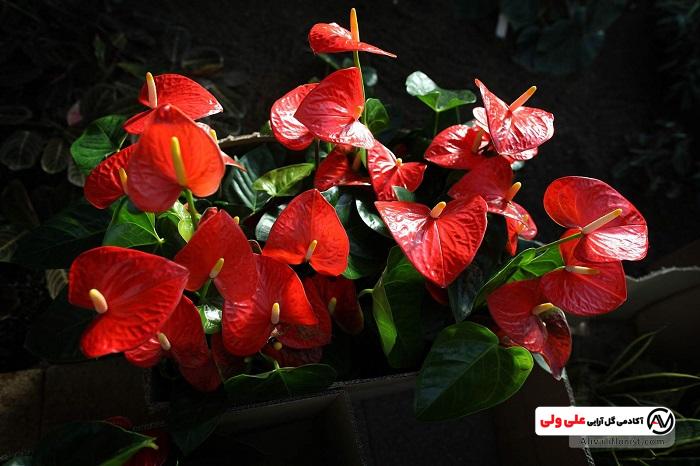گل انتوریوم قرمز