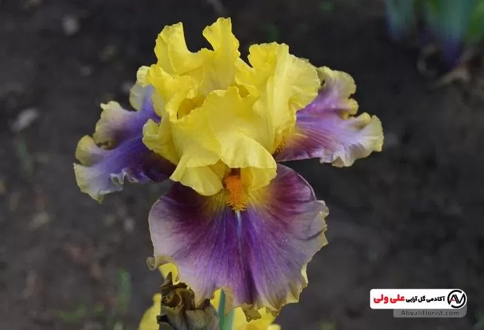 زنبق ترکیبی از زرد و بنفش