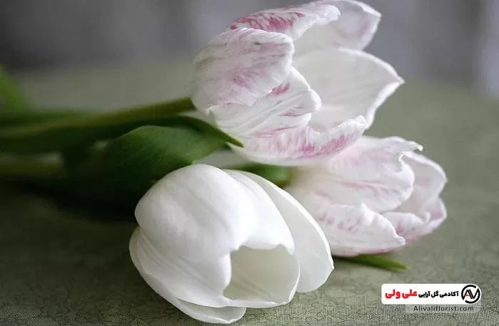 گل لاله سفید