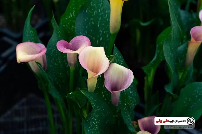 گل شیپوری 