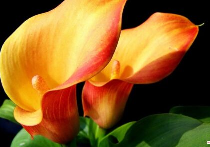 گل شیپوری + روش های تکثیر و و نگهداری
