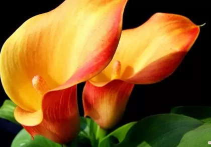 گل شیپوری + روش های تکثیر و و نگهداری