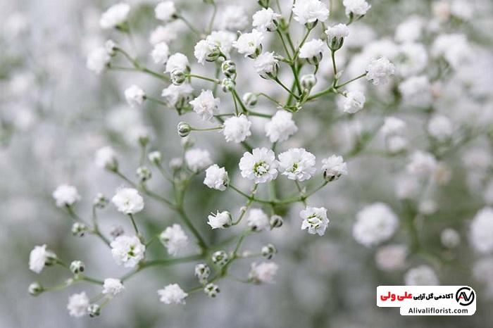 گل ژیپسوفیلا سفید
