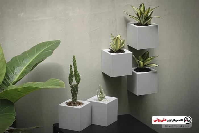 چیدمان گیاهان با باکس دیواری