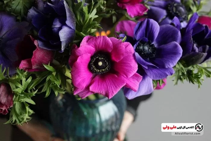 گل شقایق در گلدان