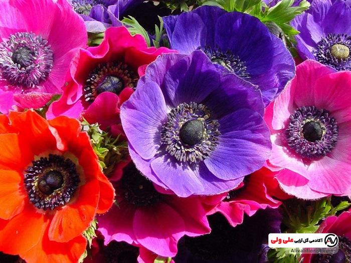 گل شقایق با رنگ های مختلف
