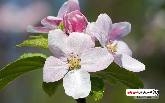 گل شکوفه سیب