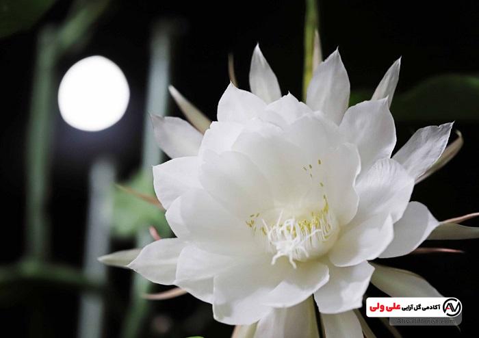 گل شب بو زیر نور ماه