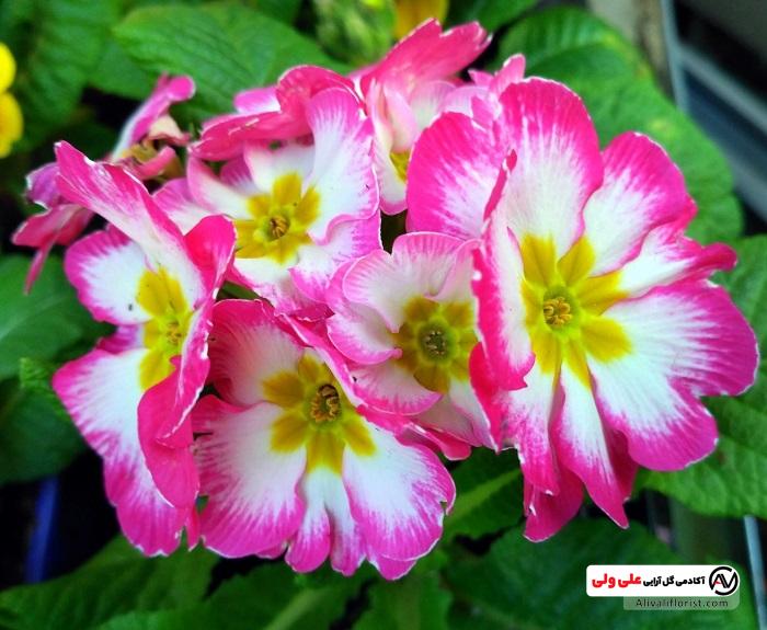 پامچال ترکیبی از رنگ سفید و صورتی