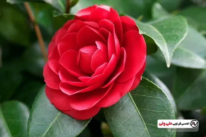 گل کاملیا قرمز
