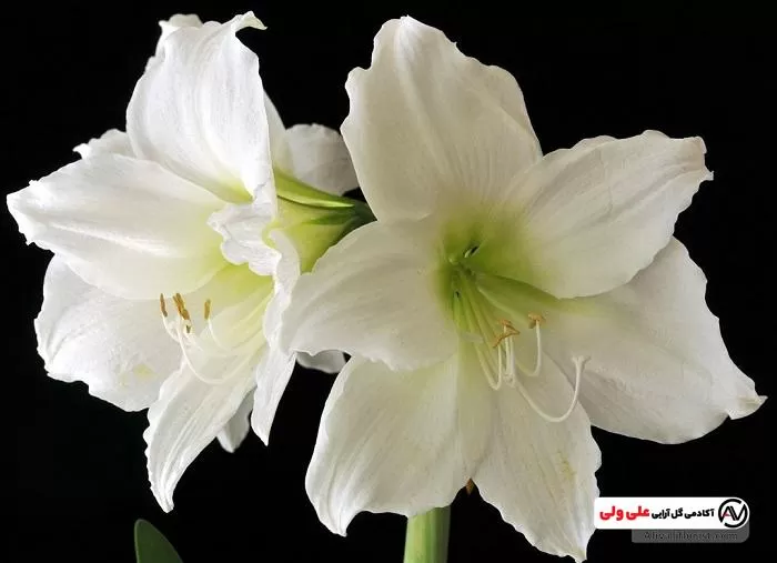 گل نسرین سفید، نماد پاکی