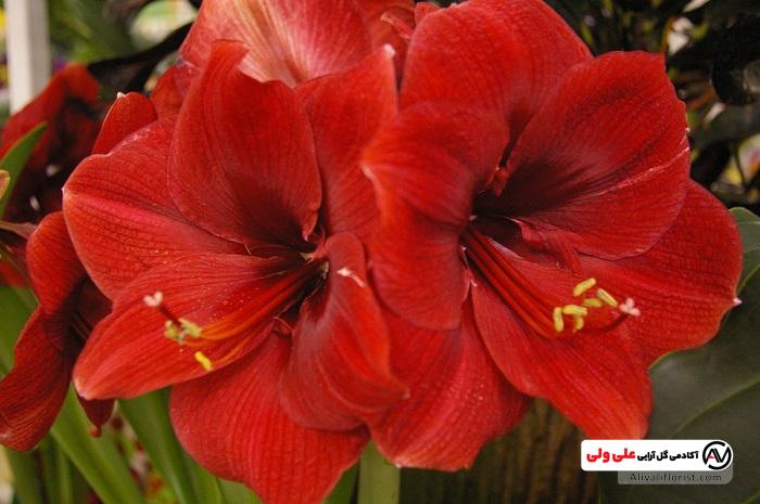 گل آماریلیس قرمز زیبا