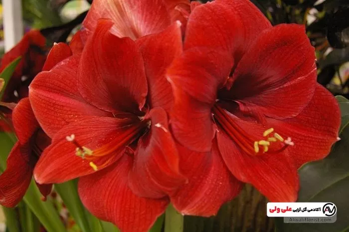 گل آماریلیس قرمز زیبا