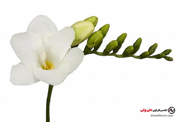 گل فریزیا سفید