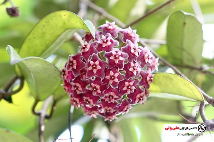 گل شمعی صورتی