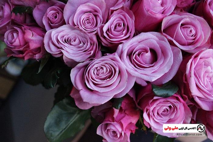 رز بنفش