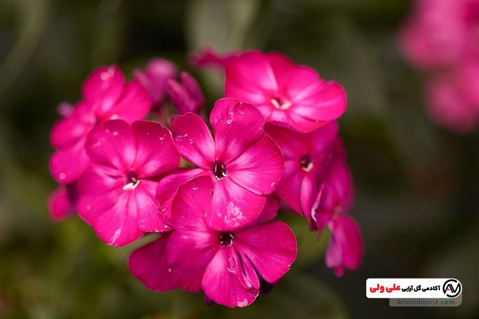 گل آتشی صورتی