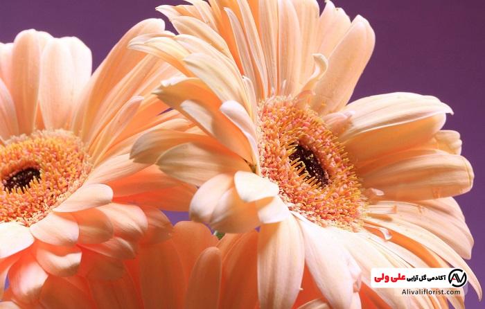 گل ژربرا