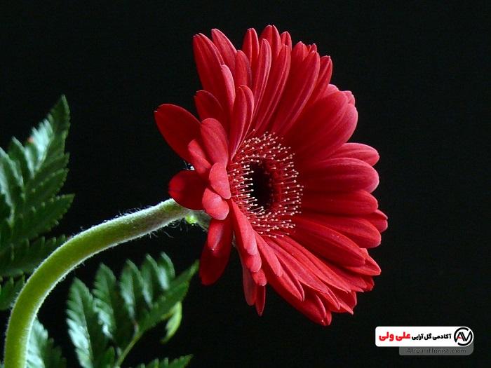 نماد ژربرا قرمز