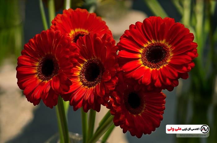 گل های ژربرا قرمز