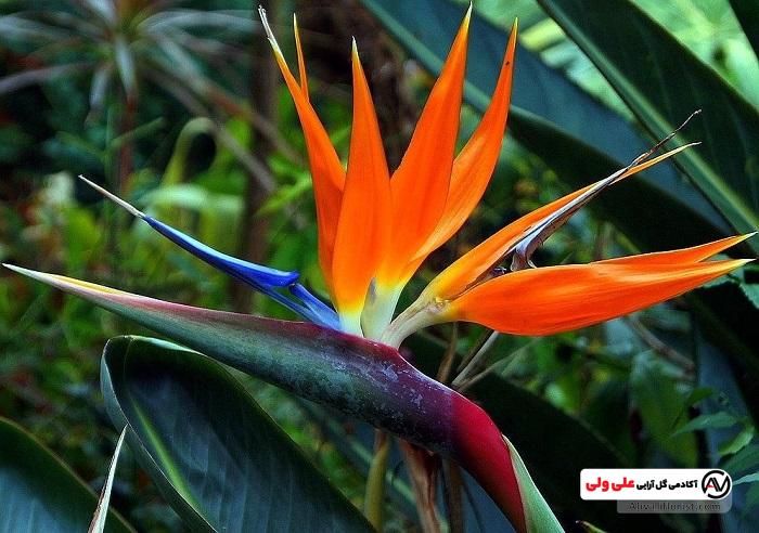 گل پرنده بهشتی یا استرلیتزیا