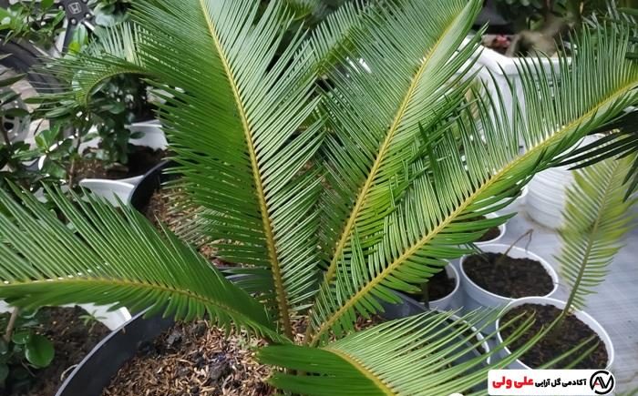 نحوه نگهداری برگ سیکاس