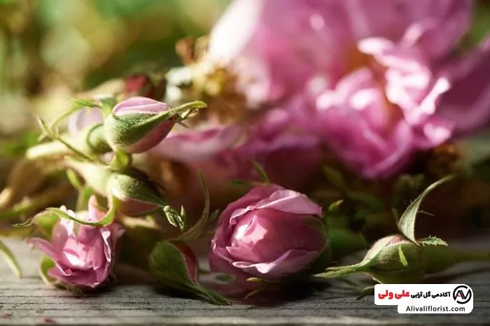 خوص درمانی گل محمدی