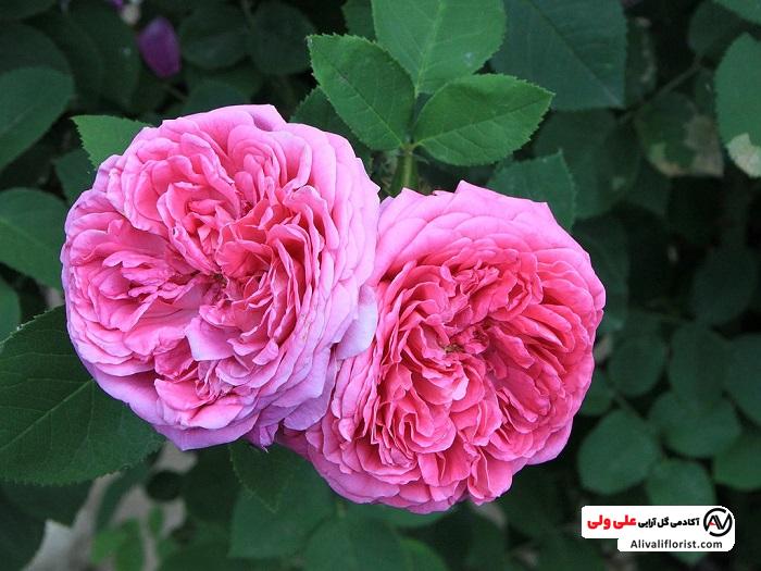 تکثیر گل محمدی زیبا