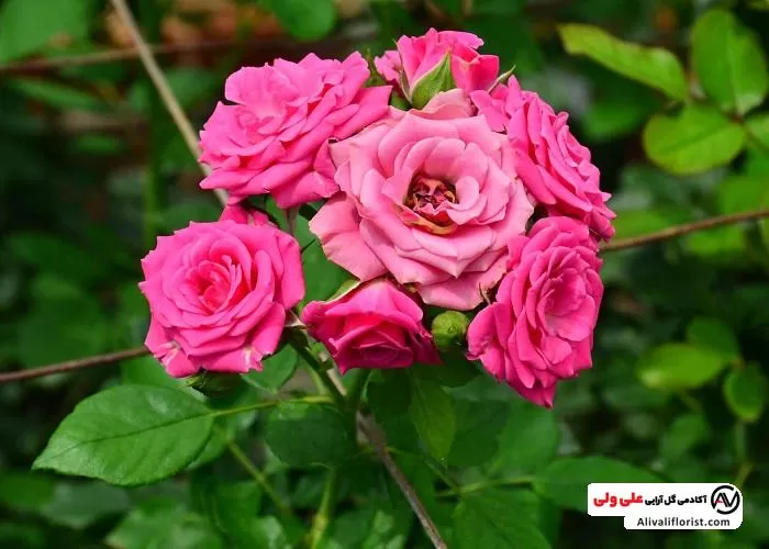 گل رز محمدی خوش عطر