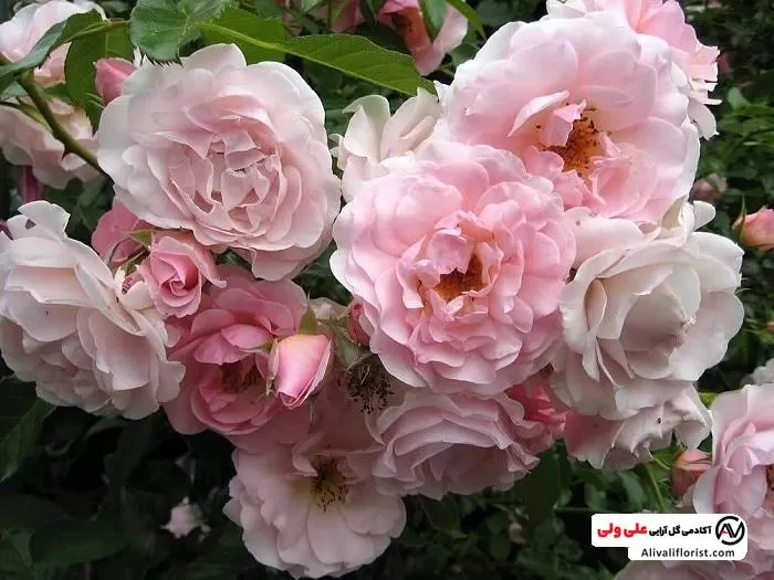 گل رز محمدی با رنگ صورتی کمرنگ