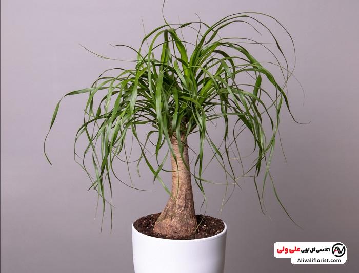 تصویر گیاه لیندا یا گیاه پافیلی