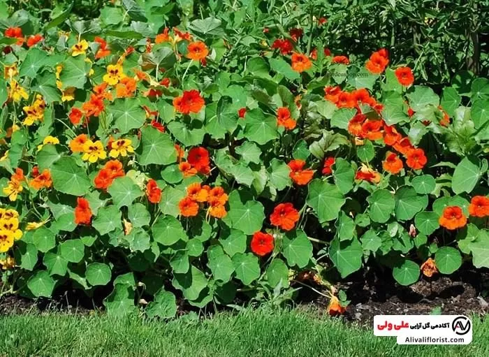 گل های لادن در باغچه