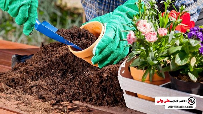بهترین خاک برای گلدان