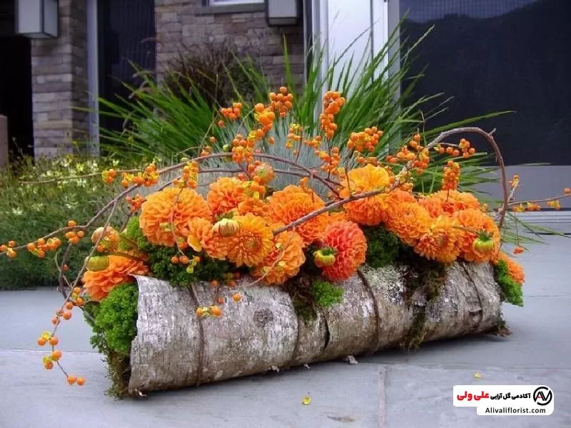 گل کوکب از گل های پاییزی