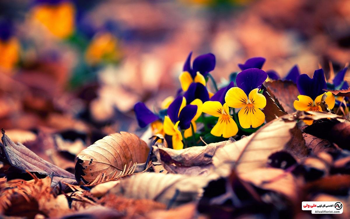 گل های پاییزی