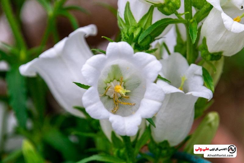گل استکانی سفید