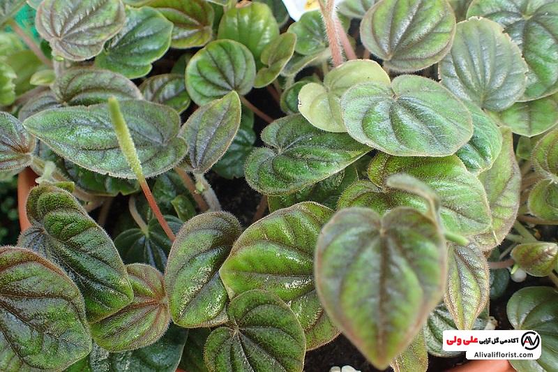 برگ های سبز پیرومیا