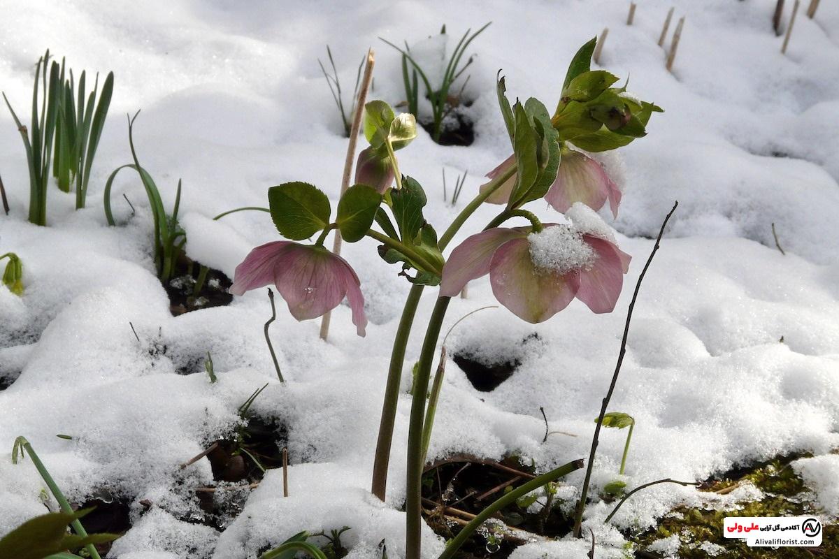 معرفی 11 گیاهان زمستانی، زیبایی بخش باغچه ها در فصل زمستان