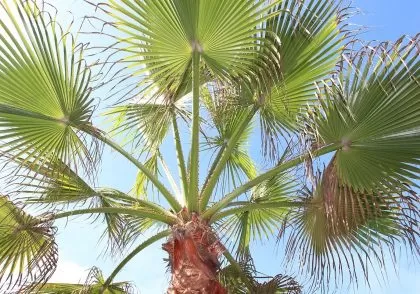 درخت و برگ پالم