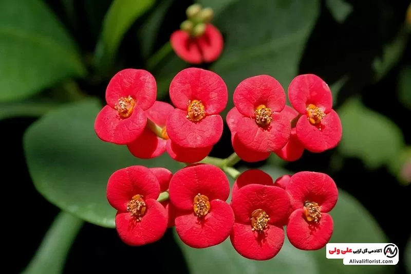 گل مرجان مینیاتوری با رنگ قرمز