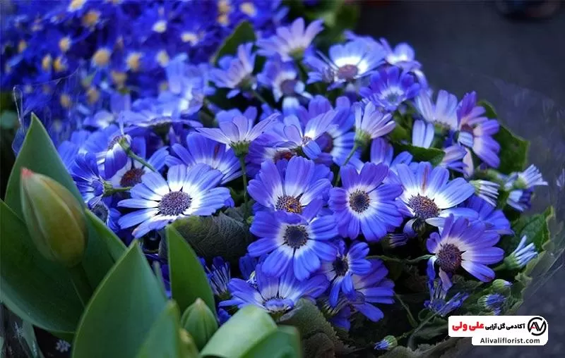 دما و خاک مناسب برای گل سینره آبی