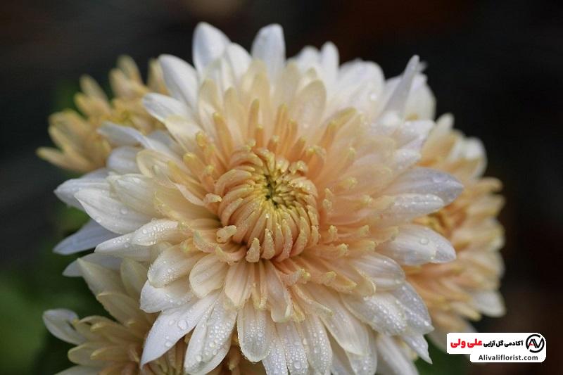 گل داوودی خوشه ای
