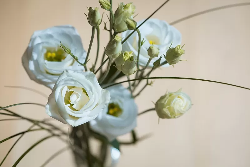 استفاده از گل لیسیانتوس در باکس گل مدرن