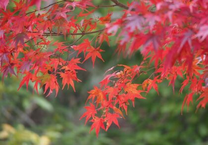 مرعی کامل درخت افرا ژاپنی
