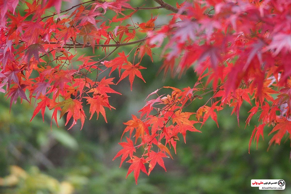 مرعی کامل درخت افرا ژاپنی